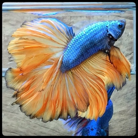Петушок Супер Дельта пурпурно оранжевый самец (Betta male Super Delta Purple-Orange)
