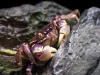 Краб Синий паук (Neosarmatium rotundifrons Blue Spider Crab)