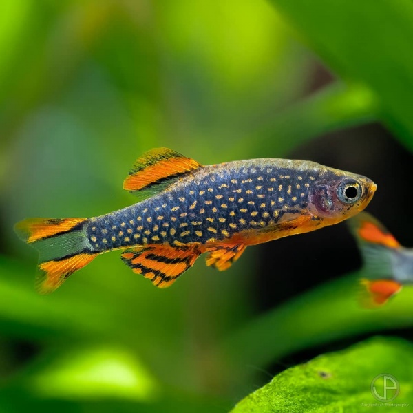 Микрорасбора галактика (Danio margaritatus) 1,1-1,23 см 