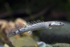 Полиптерус Дельгези (Polypterus delhezi) 5-7 см