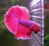 Петушок Халф Мун розовый самец( Betta male Halfmoon pink)
