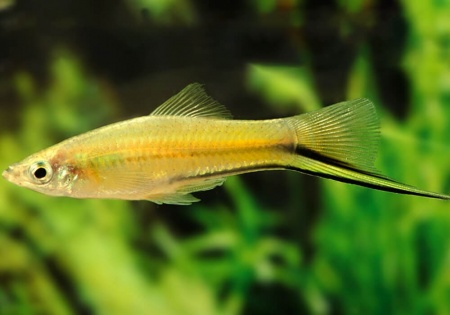 Меченосец Лимонный (Xiphophorus helleri lemon)