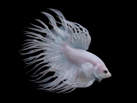 Петушок Коронохвостый белый самец (betta-crown-tail-white)