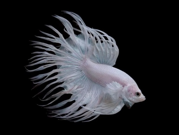 Петушок Коронохвостый белый самец (betta-crown-tail-white)