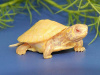 Черепаха Красноухая альбинос (лат. Trachemys scripta)
