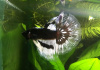 Петушок Халф Мун черный бабочка самец (Betta splendens Halfmoon black Butterfly)