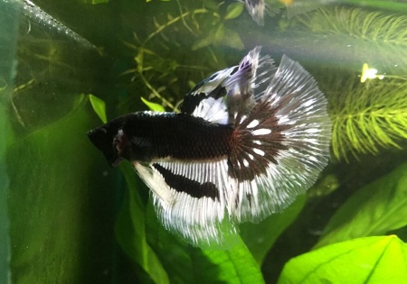 Петушок Халф Мун черный бабочка самец (Betta splendens Halfmoon black Butterfly)