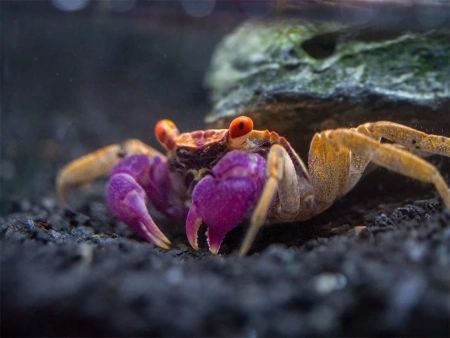 Краб Тиоманикум Неон  Диско  (Geosesarma tiomanicum sp. Neon) САМЕЦ