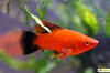 Пецилия красная чернохвостая высокоплавничная (Xiphophorus maculatus red black tail sailfin)