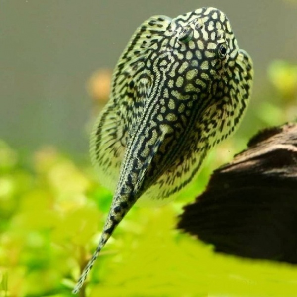 Севилия Линеолата  Псевдоскат  (Sewellia Lineolata) сом