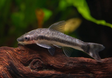 Отоцинклюс Аффинис (Otocinclus Affinis) сом водрослеед  чистильщик 2,5 см