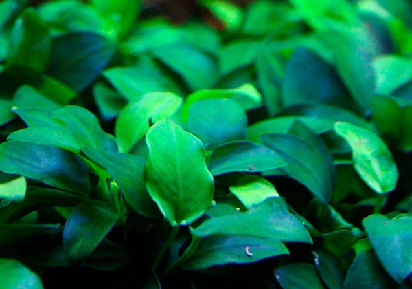Анубиас Нана бонсай петит (Anubias-nana-petite)
