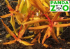 Ammannia sp. Senegalensis- Аммания Сенегаленсис L055