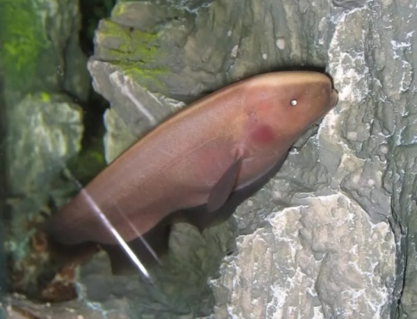 Аптеронотус Нож  Золотой  (Apteronotus albifrons goldy ) 3,5-4 см