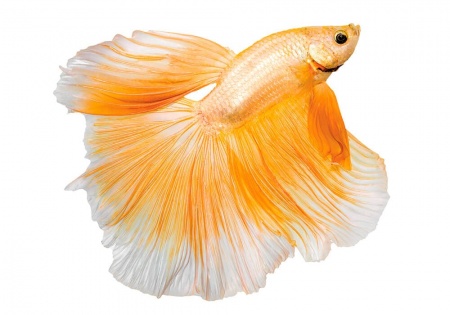 Петушок Халф Мун желтый бабочка самец (Betta splendens Halfmoon Yellow Butterfly)