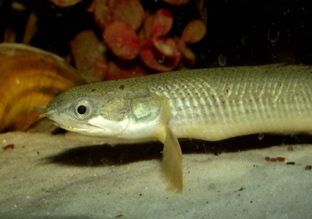 Полиптерус Сенегальский (Polypterus senegalus) 5-6 см 