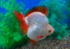 Риукин белый с красным коротким хвостом (Goldfish Ryukin white Red short tail)
