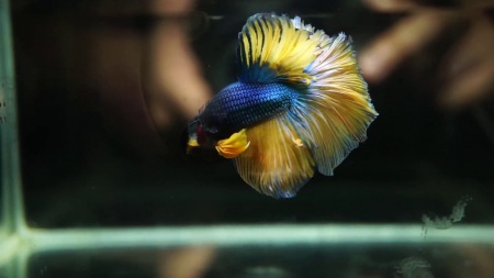Петушок Халф Мун горчичный газ самец (Betta splendens Halfmoon Mustard Gas)