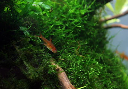 Тетра Аманда (Hyphessobrycon Amandae) 1,8  см