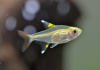 Пристелла прозрачная Тетра (Pristella Maxillaris) 2 см
