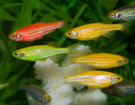 Данио рерио Глофиш оранжевый (Danio rerio glofish)