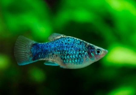 Пецилия голубая ситцевая (Xiphophorus maculatus Blue Calico Platy)