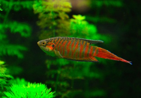 Макропод обыкновенный (Macropodus-opercularis)