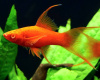Меченосец Геллера красный лирохвостый (Xiphophorus helleri Red Lyretail)