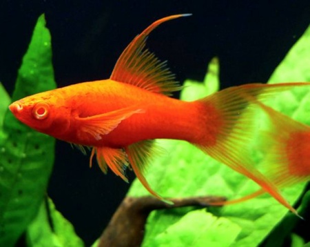 Меченосец Геллера красный лирохвостый (Xiphophorus helleri Red Lyretail)