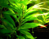 Гигрофила лимонник "Компакт" (Hygrophila corymbosa "Compact")