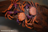 Краб Тиоманикум Неон  Диско  (Geosesarma tiomanicum sp. Neon) САМЕЦ