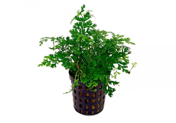 Болбитис гетероклита дефформис (Bolbitis heteroclita ‘Difformis’)