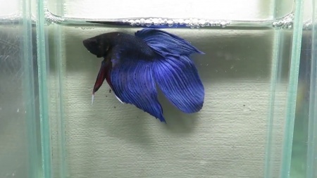 Петушок Вуалехвостый Синий самец (Betta-male-Veiltail-Blue)