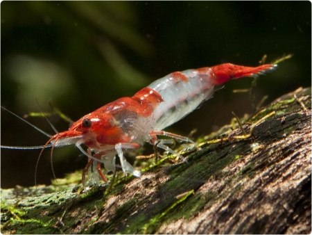 Креветка Рили Красная  (Neocaridina heteropoda sp. Rili)