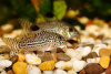 Коридорас Джули (Corydoras trilineatus/Julii) сом