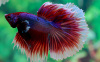 Петушок Халф Мун саламандра самец (Betta male Halfmoon salamandra)