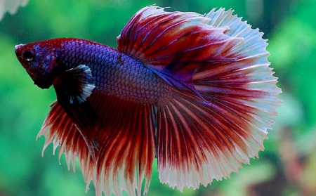 Петушок Халф Мун саламандра самец (Betta male Halfmoon salamandra)