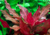 Альтернантера Рейнека Розанервиг (Alternanthera reineckii Rosanervig)