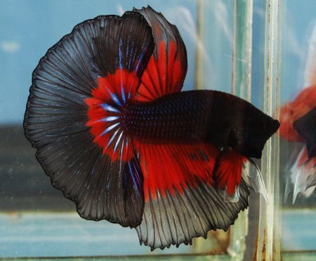 Петушок Халф Мун дракон красно-черная  бабочка самец( betta male red devil tail)