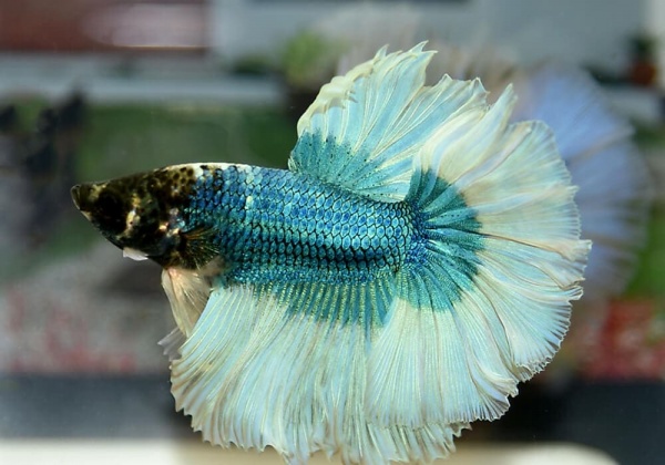 Петушок Халф Мун бабочка зеленый самец Betta splendens Halfmoon green Butterfly)