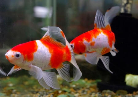 Золотая рыбка Комета красно-белая (Goldfish Comet red-white)