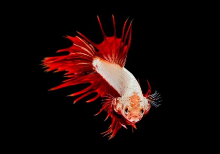 Петушок Коронохвостый красный дракон самец (Betta Fish Male-red-dragon krown-tail)
