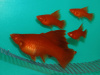 Меченосец красный рубин (Xiphophorus helleri red rubin)