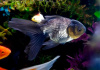 Оранда голубая (Goldfish Oranda blue)