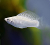 Моллинезия снежинка парусная (Poecilia velifera Silver lyretail Molly)