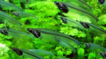  Стеклянный сом (Kryptopterus vitreolus)
