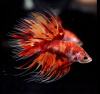Петушок Коронохвостый КОИ (Betta-splendens-crown-tail-calico)