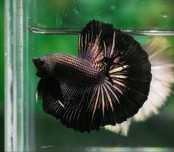 Петушок Халф Мун черный  дым самец (Betta-splendens-Halfmoon-Black)