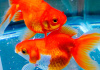 Риукин красный короткохвостый (Goldfish Ryukin red short tail)