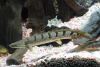 Полиптерус Дельгези (Polypterus delhezi) 5-7 см